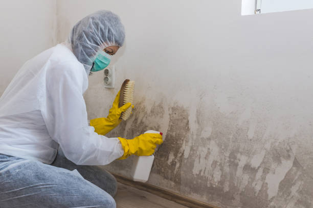 Why You Should Choose Our Mold Remediation Services in Ashland, IL